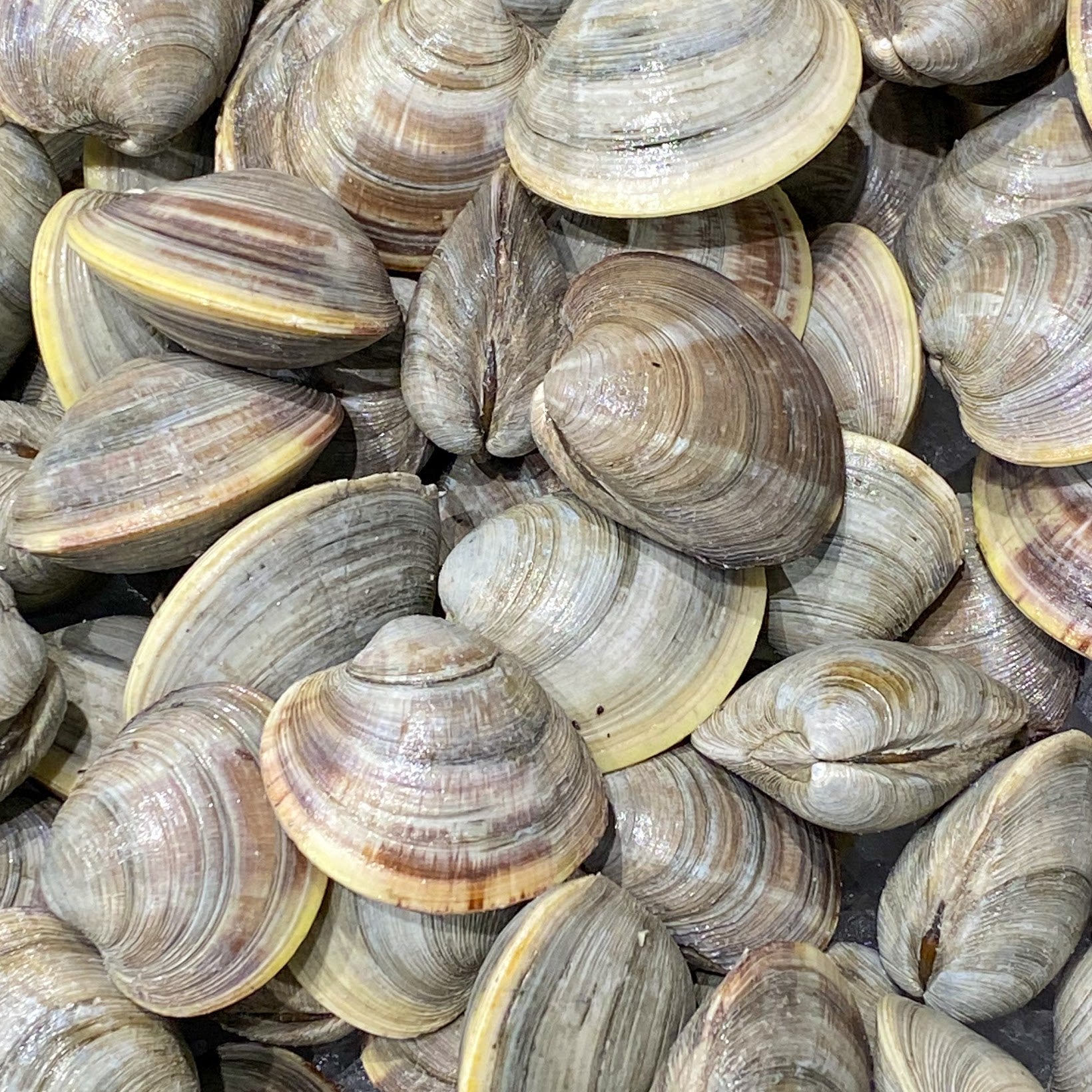 Clams 100 Count