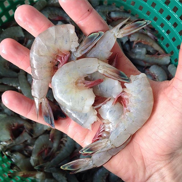 GA Shrimp