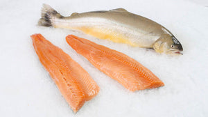 Arctic Char