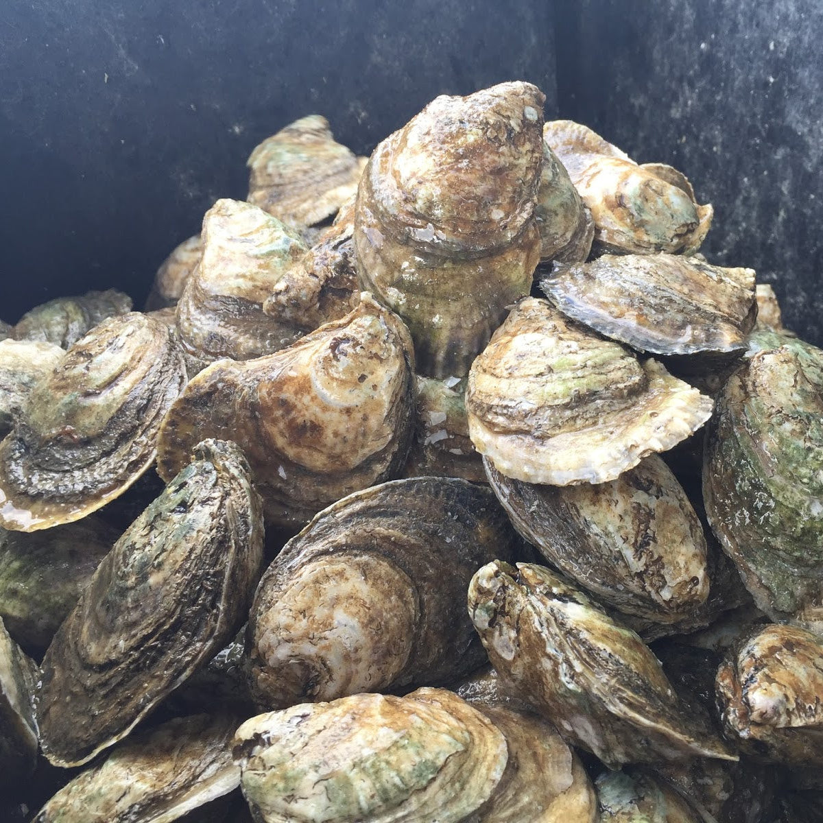 Murder Point Oysters